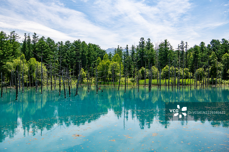 日本北海道美瑛的神秘蓝色池塘，碧绿色水域图片素材