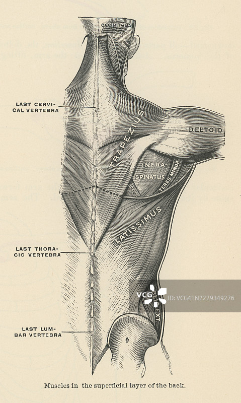 老式雕刻插图，显示背部表层肌肉的肌肉 - 斜方肌、背阔肌、肩胛提肌和菱形肌（大菱形肌和小菱形肌）图片素材