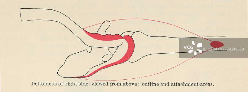 老式雕刻插图展示了人手的肌肉 - 三角肌，形成了人类肩部的圆润轮廓。图片素材