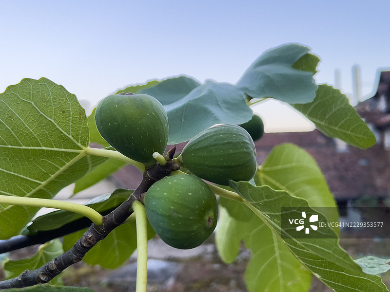 树上生长的无花果特写图片素材