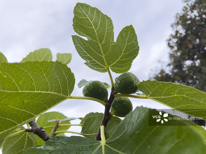 带雨滴的玫瑰特写图片素材