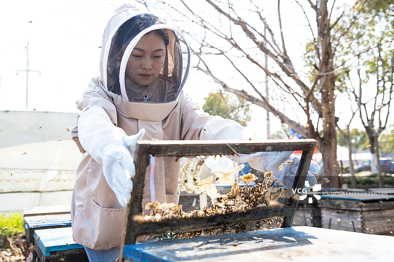 养蜂人检查蜂蜜和蜜蜂，手持蜂箱框架图片素材