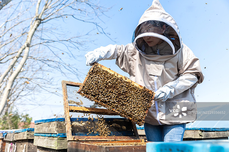 养蜂人检查蜜蜂和蜂蜜，手持蜂箱框架图片素材