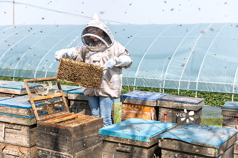 一个穿着养蜂服的人在蜂场工作图片素材