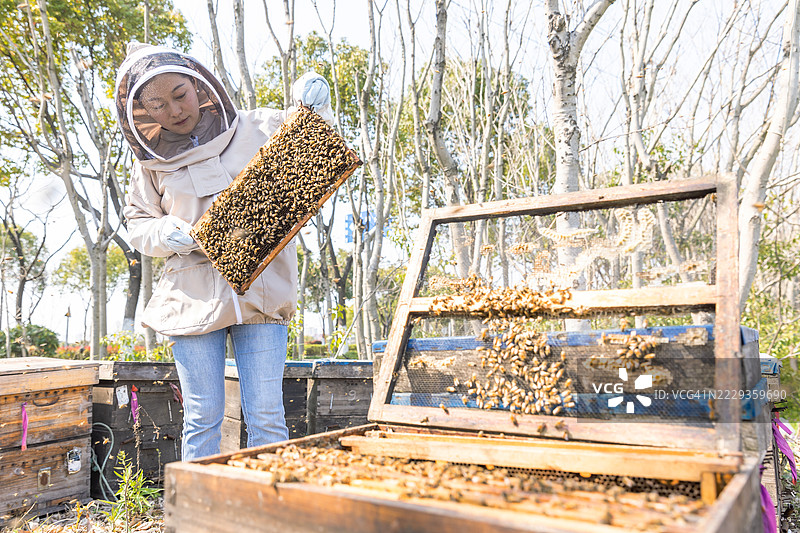 养蜂人检查蜂蜜和蜜蜂，手持蜂箱框架图片素材