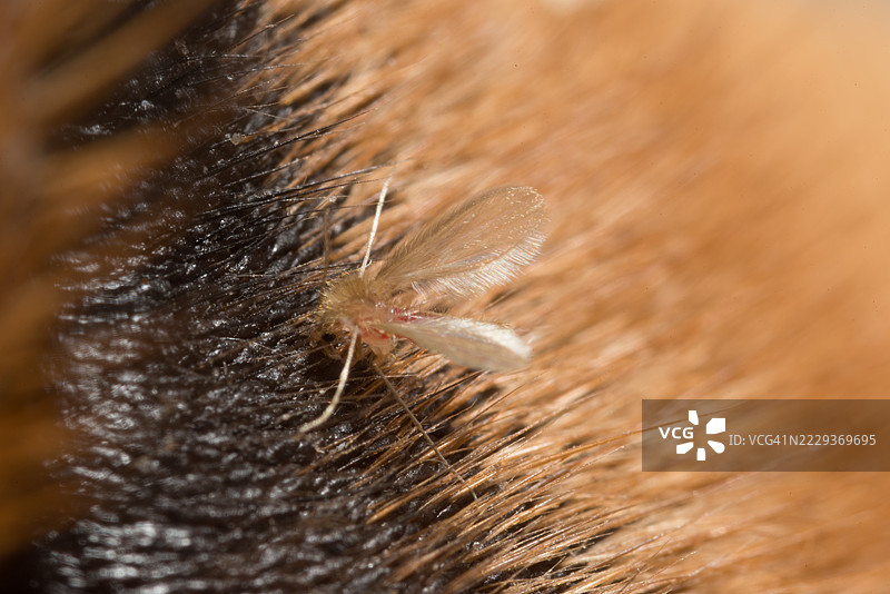 犬类利什曼病传播媒介图片素材