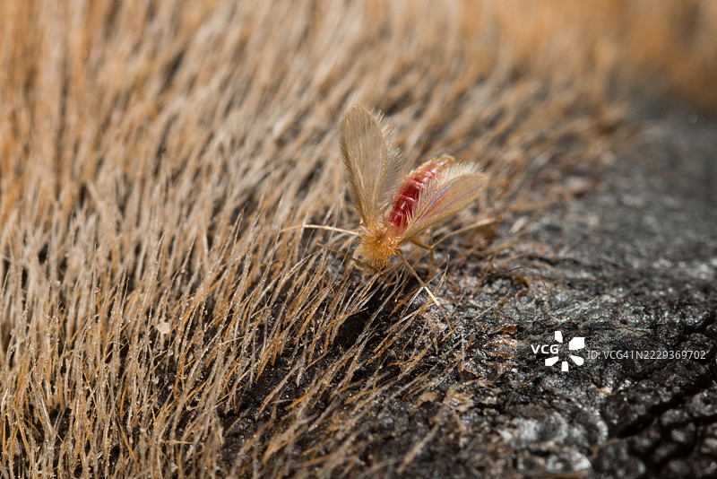 犬类利什曼病传播媒介图片素材