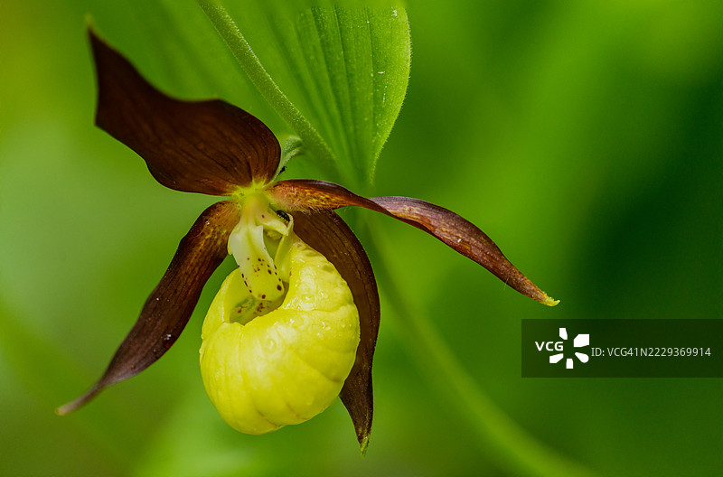西班牙稀有野生兰花图片素材