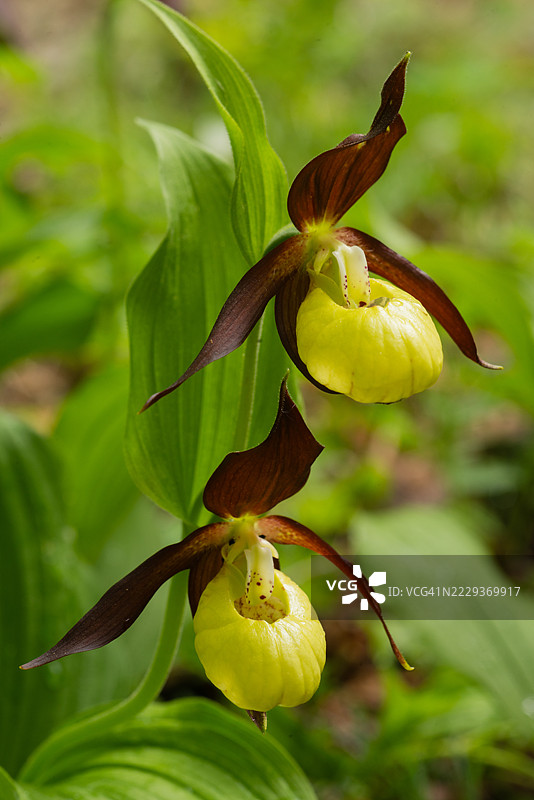 西班牙的稀有野生兰花图片素材