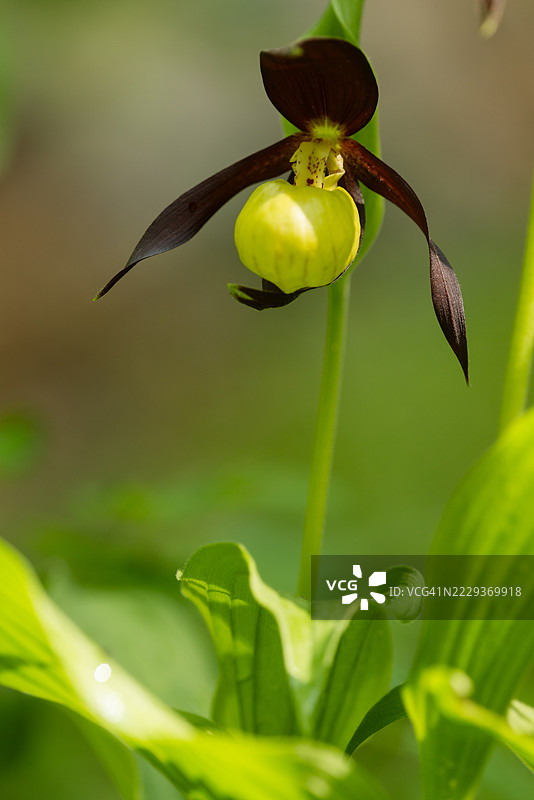 西班牙稀有野生兰花图片素材