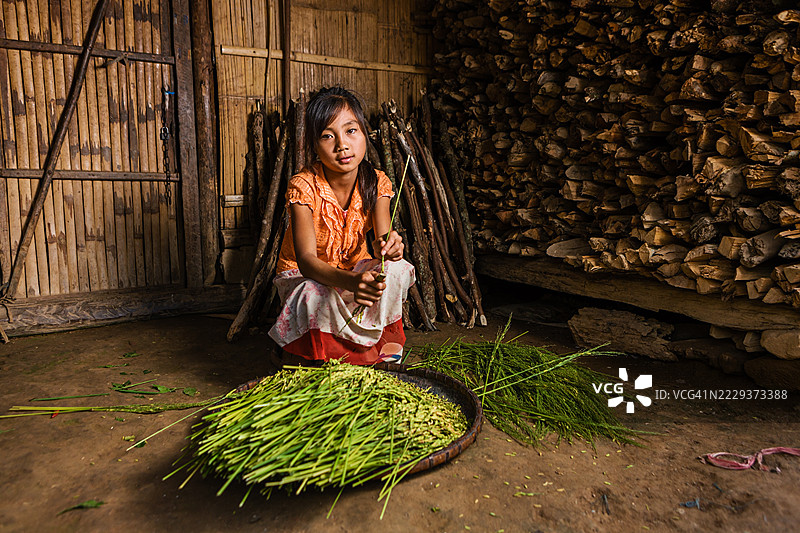 来自老挝北部山地部落的小女孩正在收割稻谷图片素材