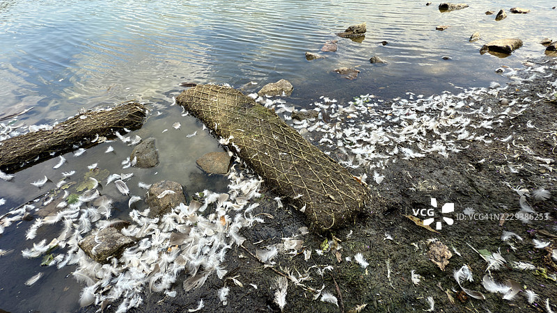 鸭子羽毛散落在地面和湖水中，特写镜头图片素材