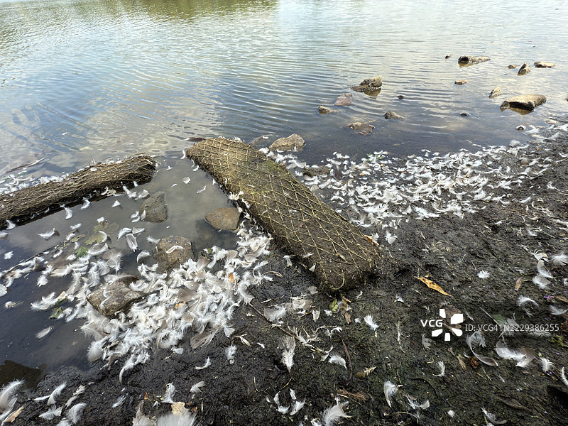 鸭子羽毛散落在地面和湖水中，特写镜头图片素材