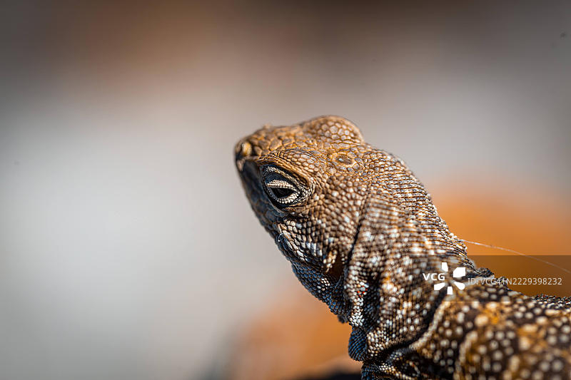 马达加斯加伊萨洛国家公园的岩石上的奥普鲁斯蜥蜴图片素材