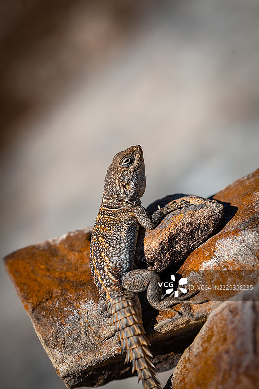马达加斯加伊萨洛国家公园岩石上的奥普鲁斯蜥蜴图片素材