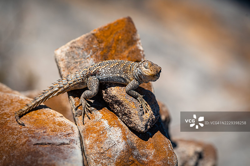 马达加斯加伊萨洛国家公园岩石上的奥普鲁斯蜥蜴图片素材