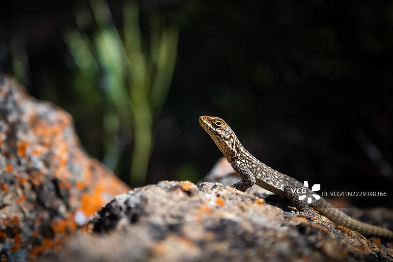 马达加斯加伊萨洛国家公园的蜥蜴图片素材