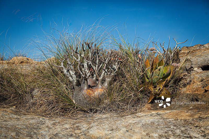 伊萨洛国家公园的风景图片素材