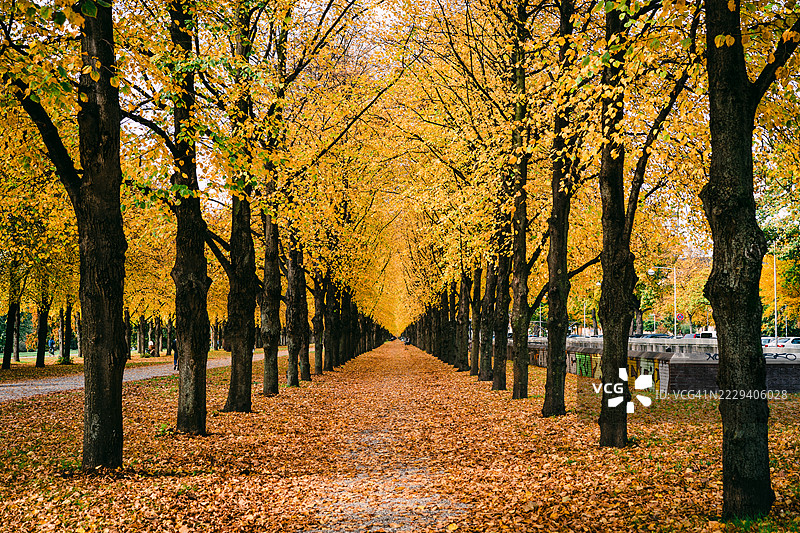 秋天金色树叶和落叶的美丽林荫小道图片素材