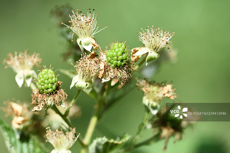 绿色黑莓图片素材