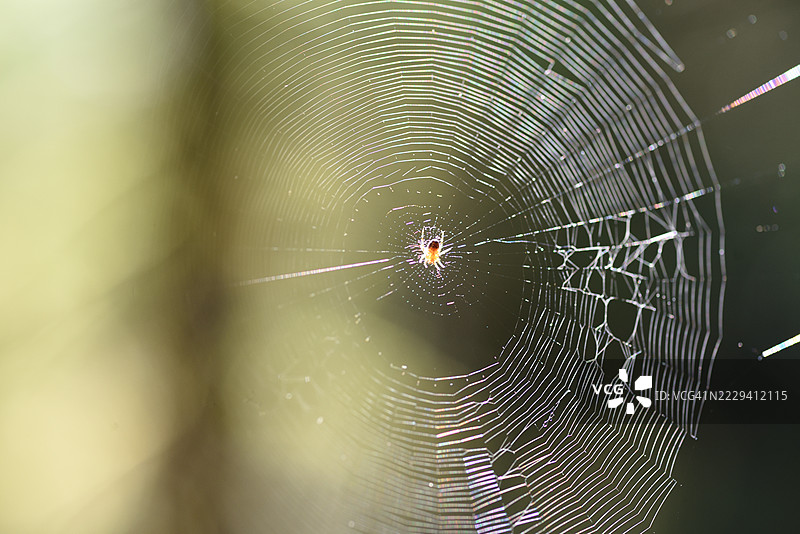 网中的蜘蛛图片素材