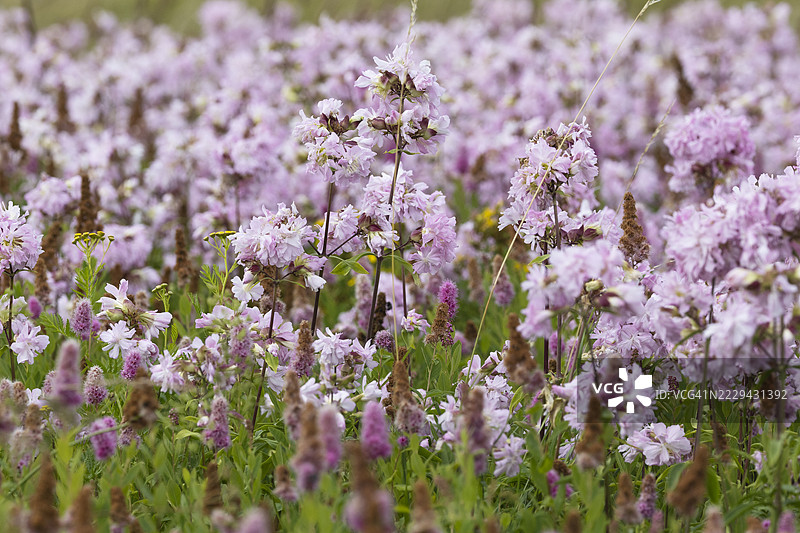 一片普通肥皂草的田野图片素材