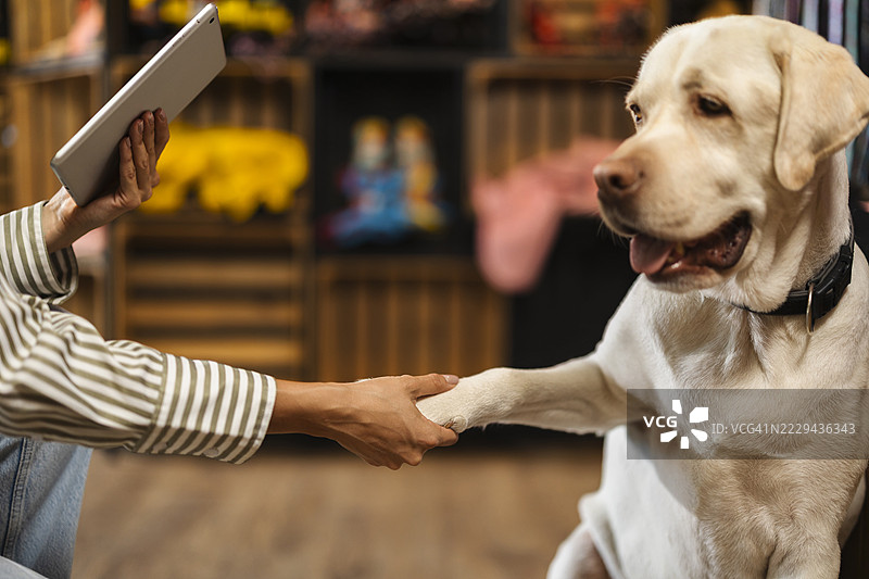 女员工在宠物店工作时使用数字平板电脑，旁边有一只狗在走动。图片素材
