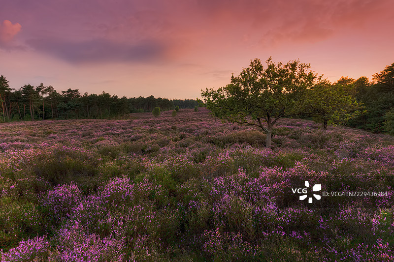 日落后，波斯银行附近的格罗诺韦荒原上的橡树图片素材