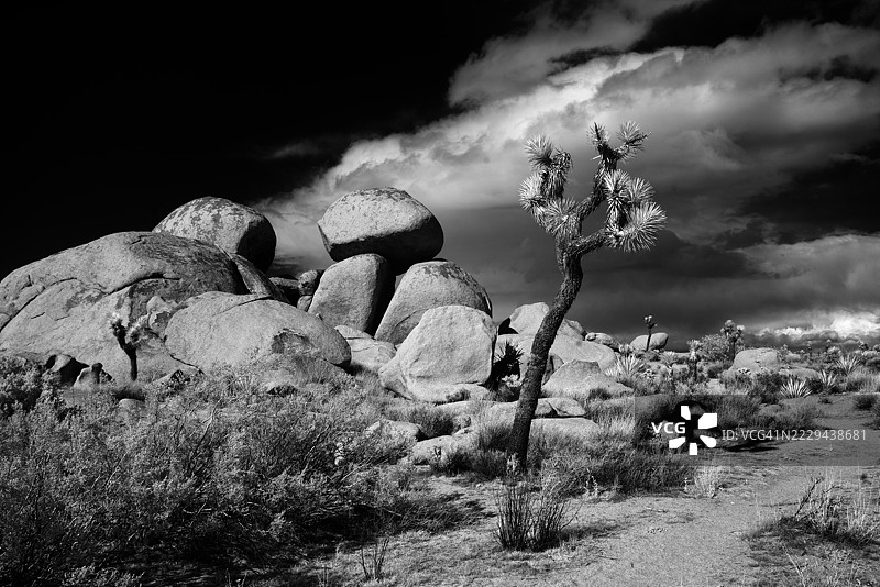 约书亚树国家公园图片素材