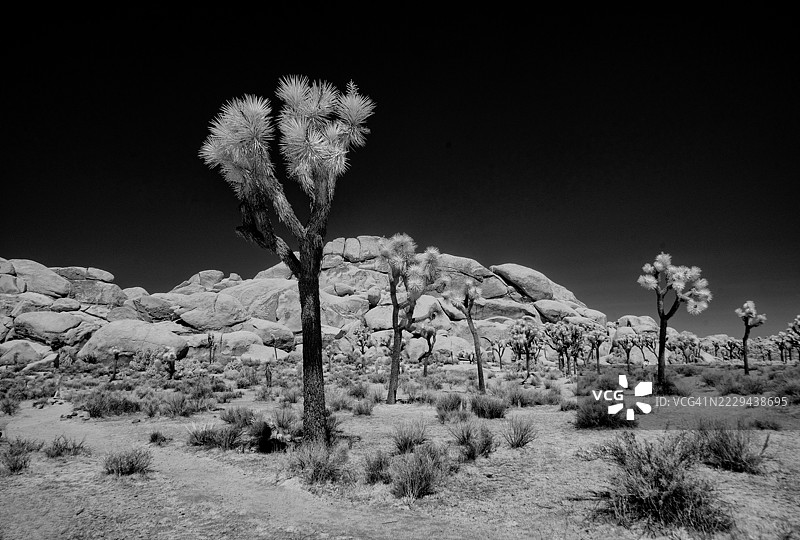 约书亚树国家公园图片素材