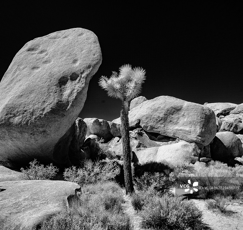 约书亚树国家公园图片素材