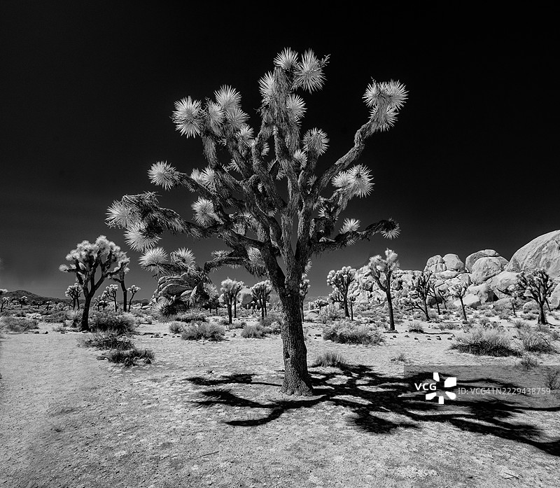 约书亚树国家公园图片素材