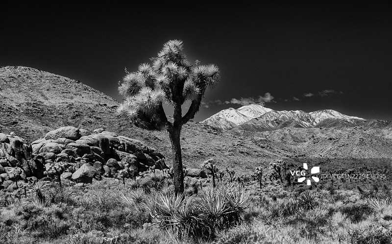 约书亚树国家公园图片素材