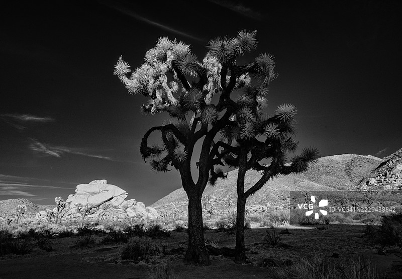 约书亚树国家公园图片素材