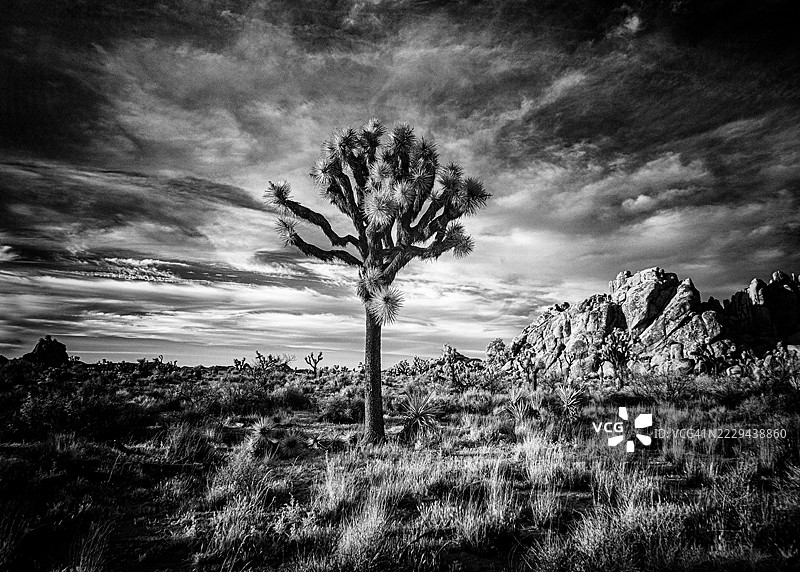 约书亚树国家公园图片素材