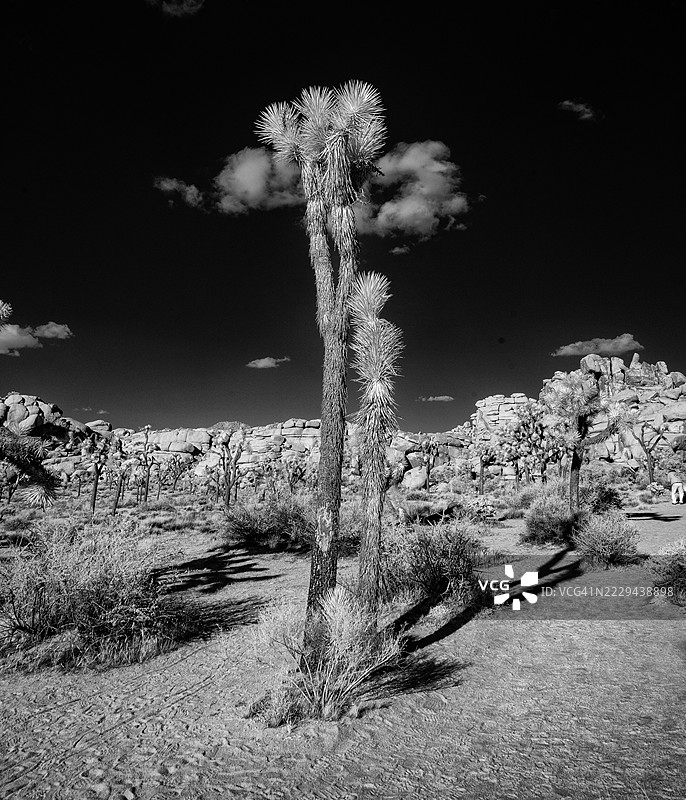 约书亚树国家公园图片素材