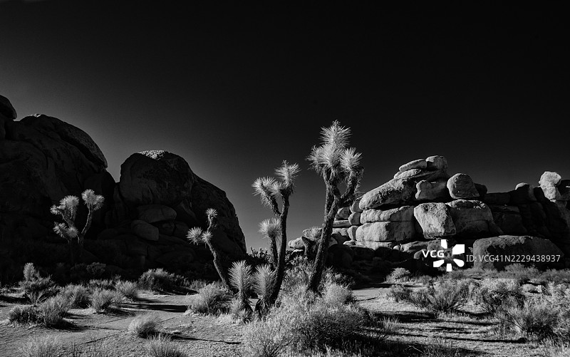 约书亚树国家公园图片素材