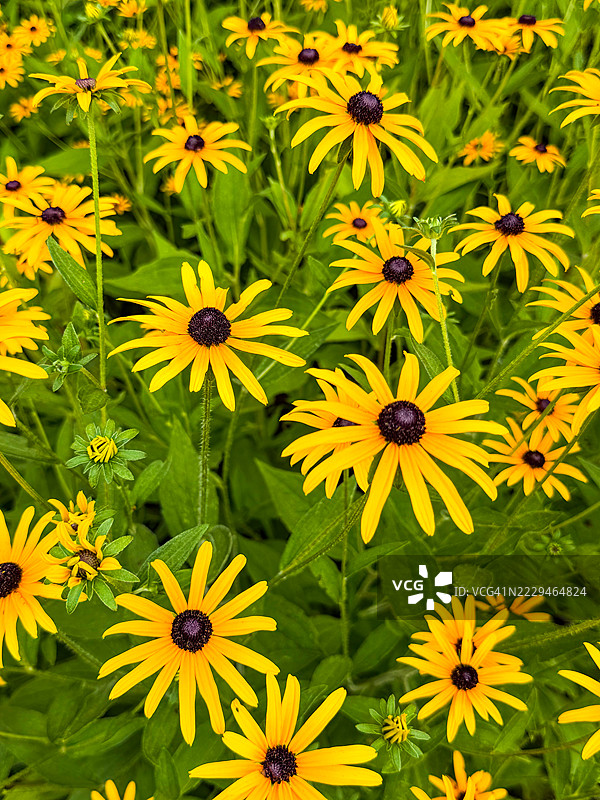 俯瞰华盛顿特区希尔伍德切花园中的黑心菊花床图片素材