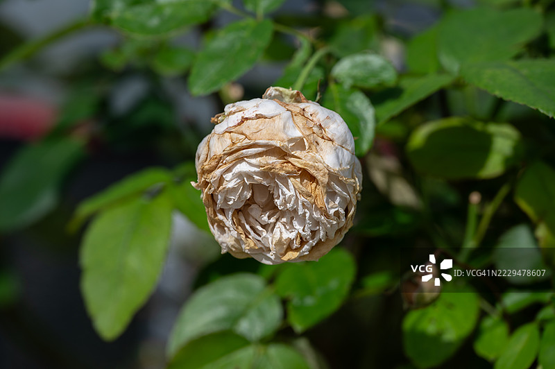 干枯的白玫瑰花特写，生长在玫瑰树上。干枯玫瑰的问题包括水分不足、不当的土壤条件、虫害或疾病问题，甚至是茎或根部的物理损伤。图片素材