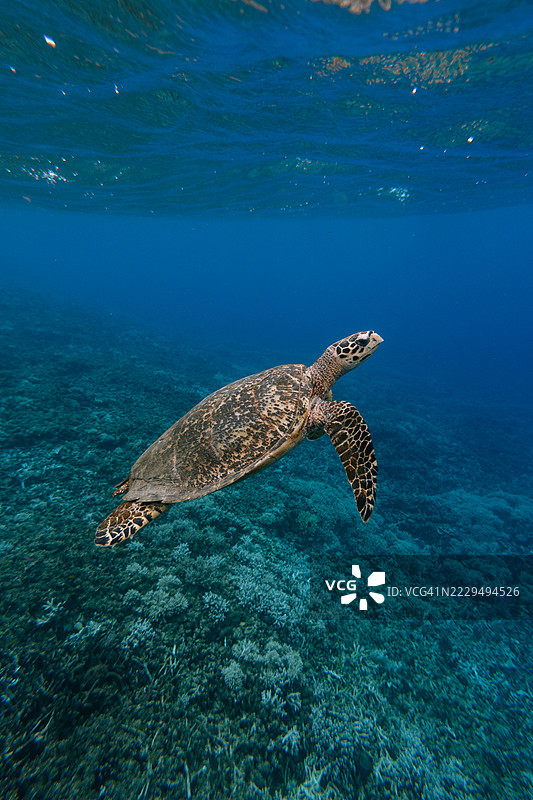 在清澈的热带水域中游弋的玳瑁海龟，冲绳，日本图片素材