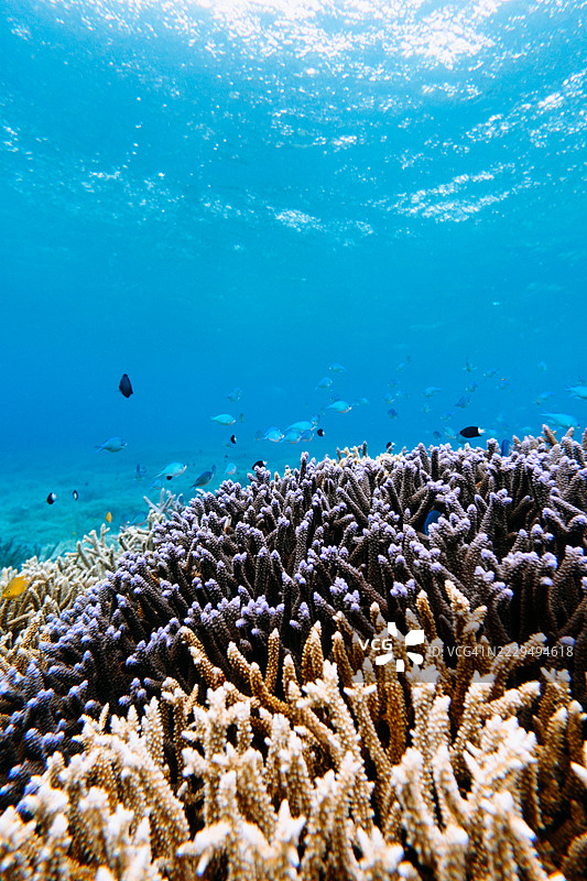 日本冲绳清澈热带水域中的珊瑚礁图片素材