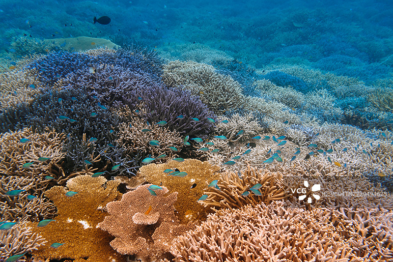 清澈水域中的珊瑚礁与热带鱼，冲绳，日本图片素材