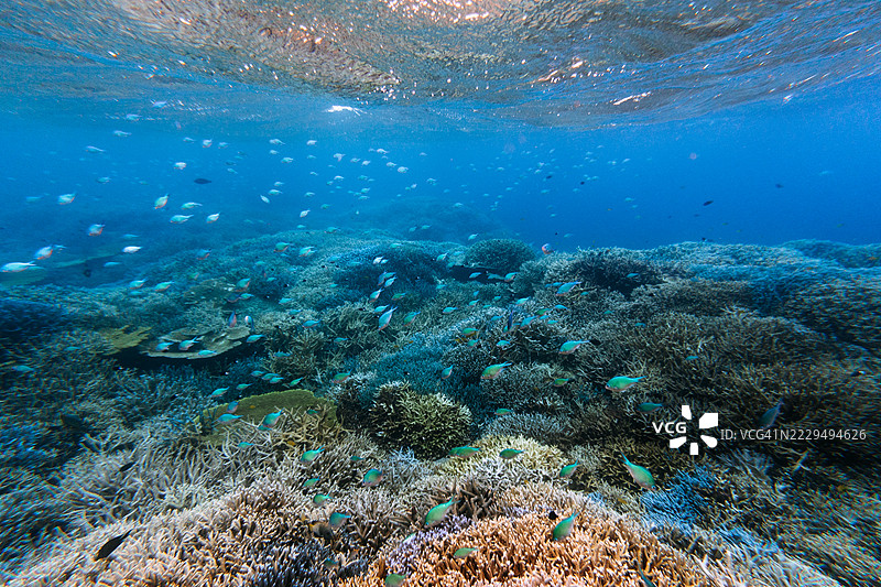 清澈水域中的珊瑚礁与热带鱼，冲绳，日本图片素材
