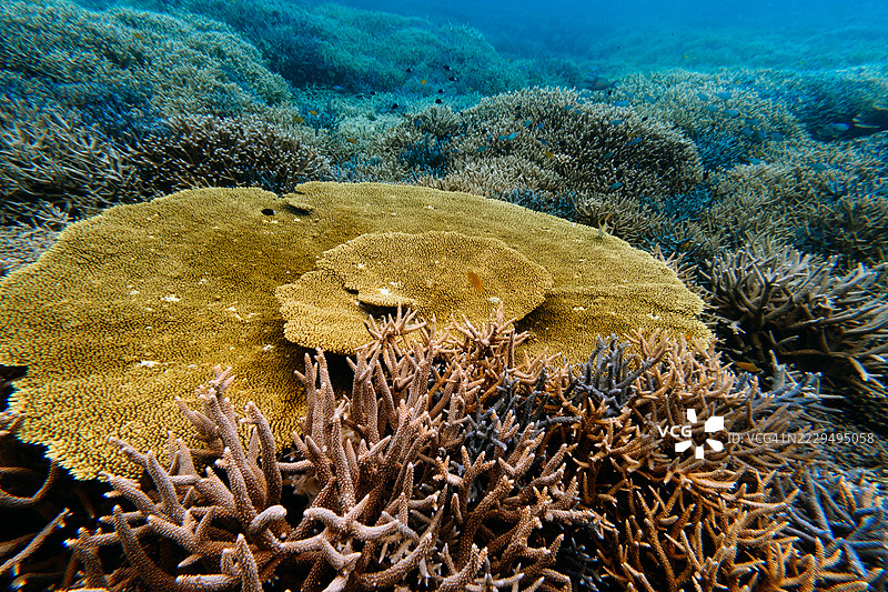 健康的珊瑚礁在清澈的热带水域，冲绳，日本图片素材