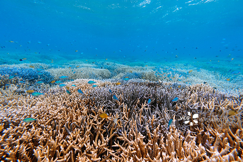 健康的珊瑚礁与热带鱼，冲绳，日本图片素材