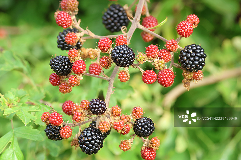 野生生长的黑莓果，学名Rubus fruticosus。图片素材