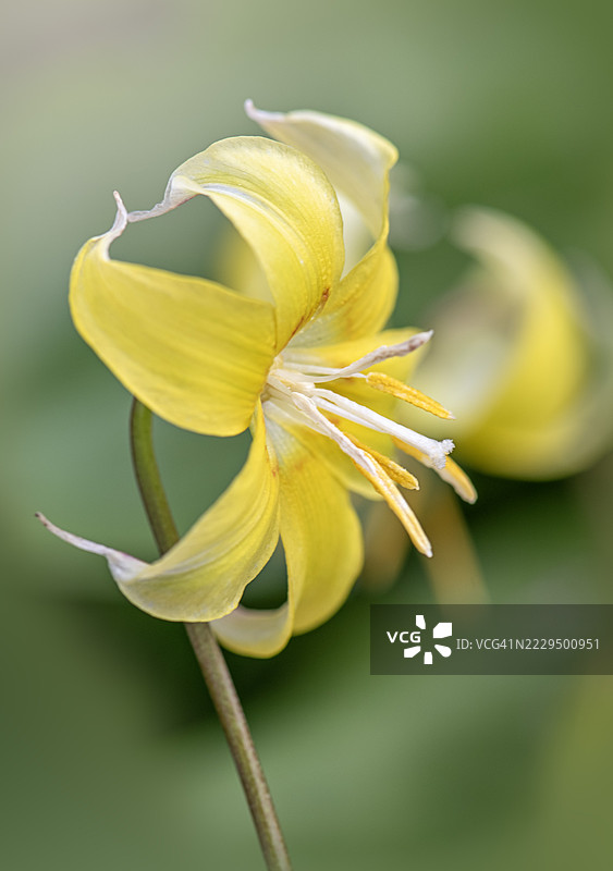 近距离拍摄的美丽春季开花黄色花朵，品种为'Pagoda'的犬齿紫罗兰（Erythronium 'Pagoda'）图片素材