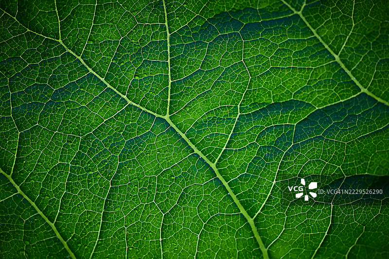 绿叶特写，展示叶脉和自然纹理图片素材