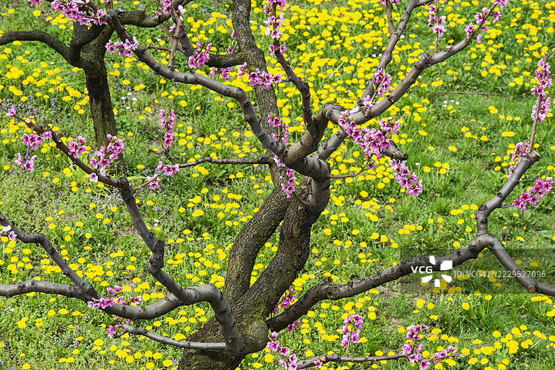 奥地利瓦豪的杏树盛开图片素材