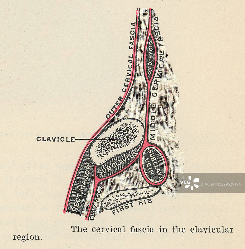 旧版雕刻插图展示了深颈筋膜或颈筋膜 - 包裹颈部肌肉；它还形成了颈动脉血管和位于脊柱前方结构的鞘。图片素材